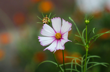 Weiße Blume mit pinkem Rand 