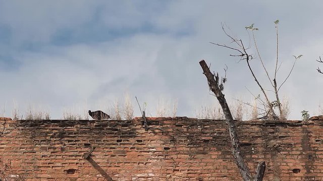 Corvo andando sobre uma parede em ru&iacute;nas antigas