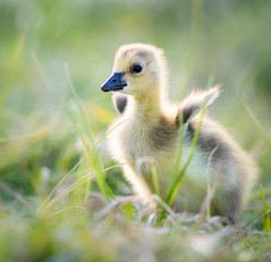 Goslings in the spring