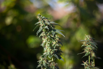 Marijuana grows in nature. 