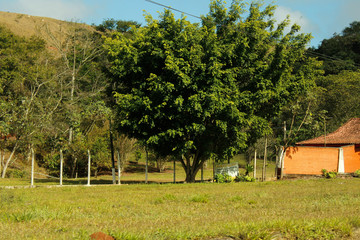 Beautiful green tree and garden