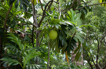 A single, round unripe breadfruit or artocarpus altilis growing on a tall tree with green leaves and blurred nature, plants and foliage in background.