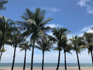 Fototapeta na wymiar Coconut palm trees on beach summer background