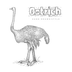 ostrich vector standing side view. hand drawn animal illustration