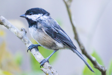 Black-Capped Chickadee Poses for a Portrait