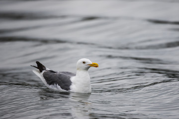 Western Gull Resting on Gently Rolling Waves