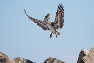 Ungainly Juvenile Brown Pelican Manuevers for A Landing