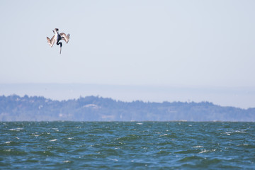 Brown Pelican in Head-Down Dive into Whitecapping Columbia River off Astoria Oregon