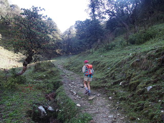 Fototapeta premium A walk in green nature, ABC (Annapurna Base Camp) Trek, Annapurna, Nepal