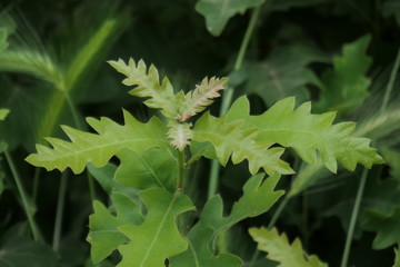 green leaf of a vine