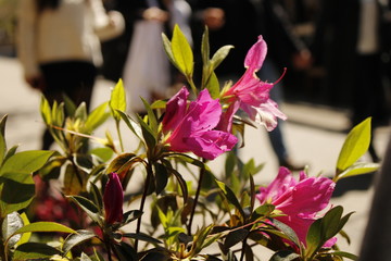 Pink closeup flower at the nature