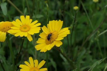 yellow dandelion flower