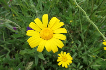 yellow dandelion flower