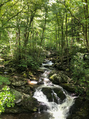 Fototapeta premium Smokey Mountain stream 