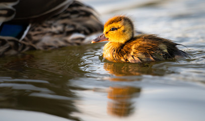 Mallard duckling