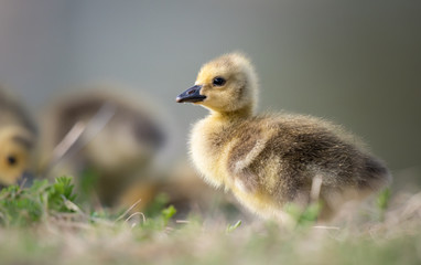 Obraz premium Canada goose goslings