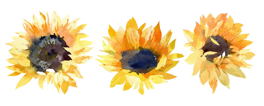 Sunflowers buds. Hand drawn watercolor illustration on white background