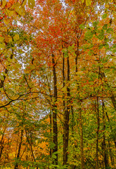 Bright multi-colored canopy in an autumn forest