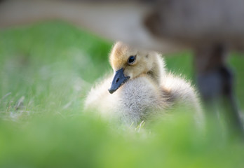 Canada goose goslings