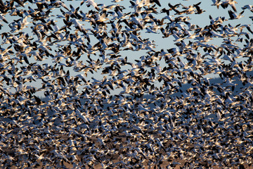 flock of snow geese