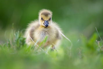 Canada goose goslings