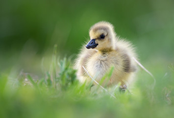 Canada goose goslings