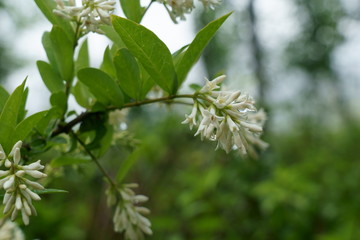 Fototapeta na wymiar 初夏に筒状の白い花を咲かせるイボタノキ