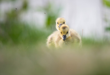 Goslings in the spring