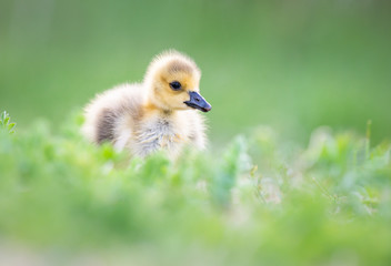 Goslings in the spring