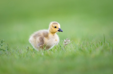 Goslings in the spring
