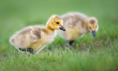 Obraz premium Goslings in the spring
