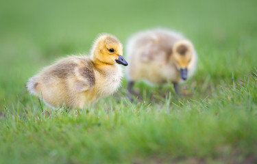 Goslings in the spring