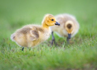 Goslings in the spring