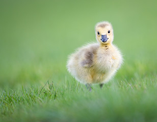 Goslings in the spring
