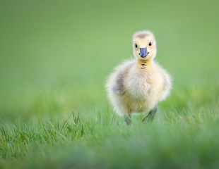 Goslings in the spring