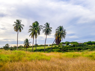 Fototapeta na wymiar Pés de coco antigos e altos no nordeste do Brasil