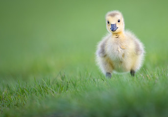 Goslings in the spring
