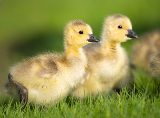 Goslings in the spring