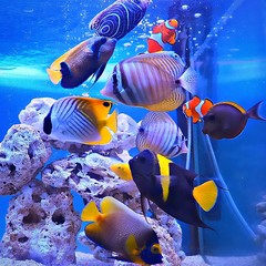 Tropical fish in aquarium 