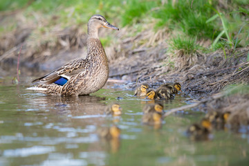 Mallard duck family