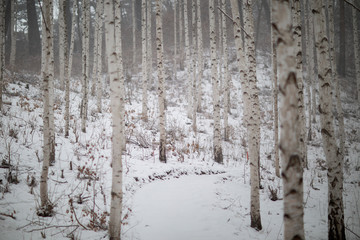 snow covered trees