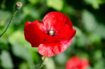 Beautiful red poppy in the garden on a summer day.