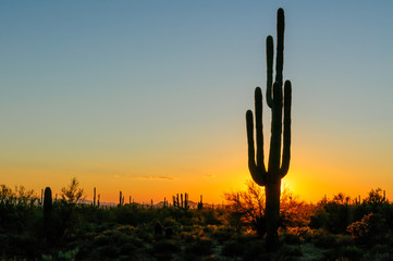 Sonoran Desert Sunset with Saguaro Cactus