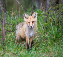 Red fox kit