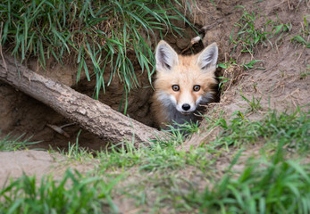 Obraz premium Red fox kit