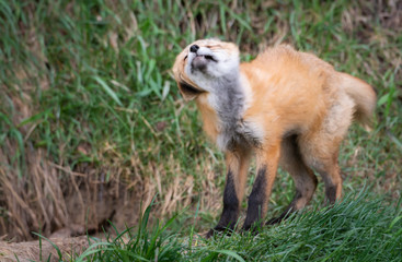 Red fox kit