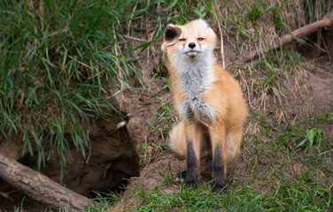 Red fox kit