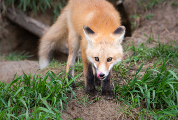 Red fox kit