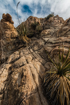 Sotol Yucca And Spheroidal Weathering On The Rocks Of The Grapevine Hills, Big Bend National Park, Texas, USA