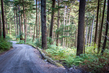 Fototapeta premium ALASKA